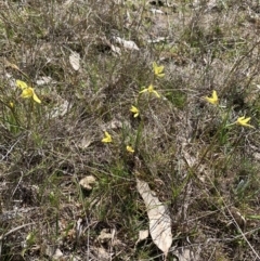 Diuris chryseopsis at Tuggeranong, ACT - suppressed