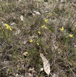 Diuris chryseopsis at Tuggeranong, ACT - 7 Sep 2023