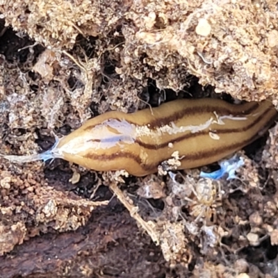 Anzoplana trilineata (A Flatworm) at Numeralla, NSW - 7 Sep 2023 by trevorpreston