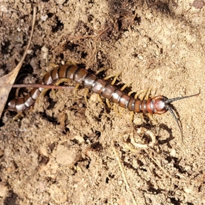 Cormocephalus aurantiipes (Orange-legged Centipede) at Numeralla, NSW - 7 Sep 2023 by trevorpreston