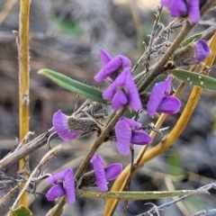 Hovea heterophylla (Common Hovea) at Numeralla, NSW - 7 Sep 2023 by trevorpreston