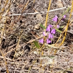 Hovea heterophylla at Numeralla, NSW - 7 Sep 2023 01:31 PM