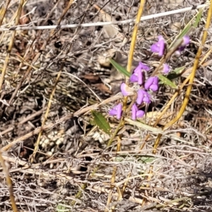 Hovea heterophylla at Numeralla, NSW - 7 Sep 2023 01:31 PM