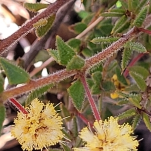 Acacia gunnii at Numeralla, NSW - 7 Sep 2023 01:30 PM