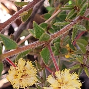 Acacia gunnii at Numeralla, NSW - 7 Sep 2023