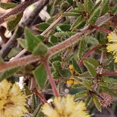 Acacia gunnii at Numeralla, NSW - 7 Sep 2023 01:30 PM