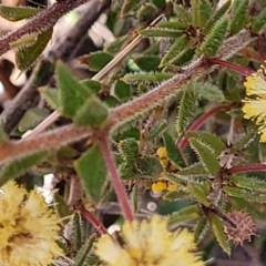Acacia gunnii at Numeralla, NSW - 7 Sep 2023