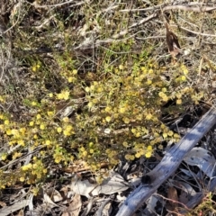 Acacia gunnii at Numeralla, NSW - 7 Sep 2023 01:30 PM