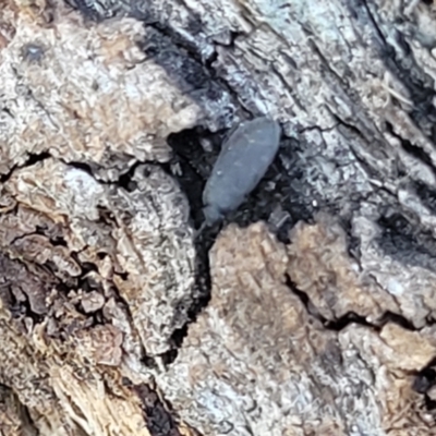 Unidentified Beetle (Coleoptera) at Numeralla, NSW - 7 Sep 2023 by trevorpreston