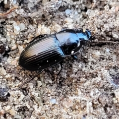 Harpalini sp. (tribe) (Harpaline carab beetle) at Numeralla, NSW - 7 Sep 2023 by trevorpreston