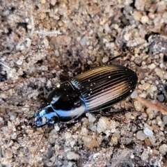 Harpalini sp. (tribe) at Numeralla, NSW - 7 Sep 2023