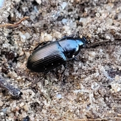 Harpalini sp. (tribe) at Numeralla, NSW - 7 Sep 2023 01:27 PM