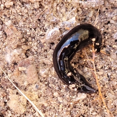 Parakontikia ventrolineata (Stripe-bellied flatworm) at Numeralla, NSW - 7 Sep 2023 by trevorpreston