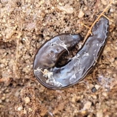 Parakontikia ventrolineata at Numeralla, NSW - 7 Sep 2023