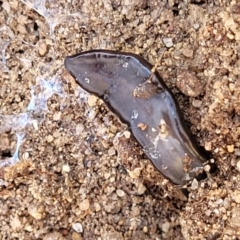 Parakontikia ventrolineata at Numeralla, NSW - 7 Sep 2023