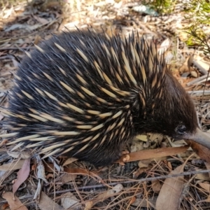 Tachyglossus aculeatus at Penrose, NSW - 7 Sep 2023