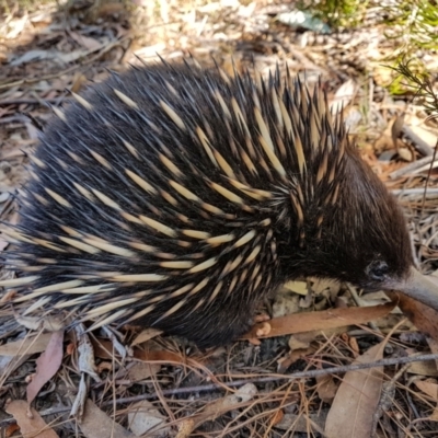 Tachyglossus aculeatus (Short-beaked Echidna) at Penrose - 7 Sep 2023 by Aussiegall