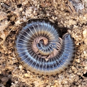 Ommatoiulus moreleti at Numeralla, NSW - 7 Sep 2023