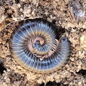 Ommatoiulus moreleti at Numeralla, NSW - 7 Sep 2023