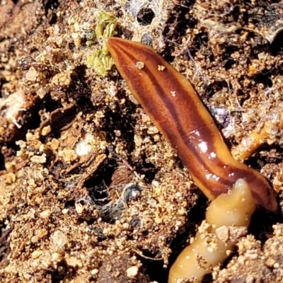 Anzoplana trilineata (A Flatworm) at Numeralla, NSW - 7 Sep 2023 by trevorpreston