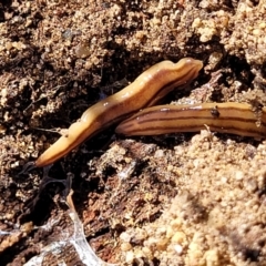 Anzoplana trilineata at Numeralla, NSW - 7 Sep 2023 01:25 PM