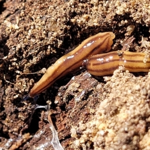 Anzoplana trilineata at Numeralla, NSW - 7 Sep 2023 01:25 PM