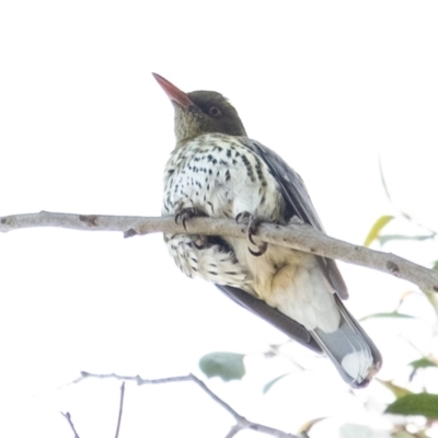 Oriolus sagittatus (Olive-backed Oriole) at Wingecarribee Local Government Area - 7 Sep 2023 by Aussiegall