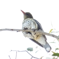 Oriolus sagittatus (Olive-backed Oriole) at Penrose, NSW - 7 Sep 2023 by Aussiegall