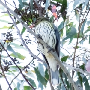 Oriolus sagittatus at Penrose, NSW - suppressed