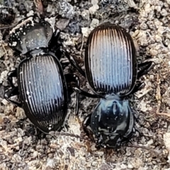 Cardiothorax monarensis (Darkling beetle) at Numeralla, NSW - 7 Sep 2023 by trevorpreston