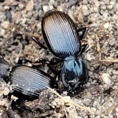 Cardiothorax monarensis at Numeralla, NSW - 7 Sep 2023 01:24 PM