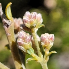 Mirbelia oxylobioides (Mountain Mirbelia) at Numeralla, NSW - 7 Sep 2023 by trevorpreston