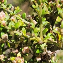 Mirbelia oxylobioides at Numeralla, NSW - 7 Sep 2023