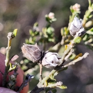 Mirbelia oxylobioides at Numeralla, NSW - 7 Sep 2023