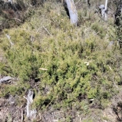 Mirbelia oxylobioides at Numeralla, NSW - 7 Sep 2023