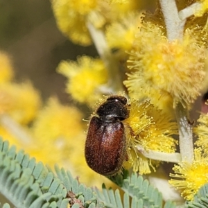 Heteronyx dimidiatus at Numeralla, NSW - 7 Sep 2023