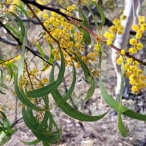 Acacia rubida at Numeralla, NSW - 7 Sep 2023