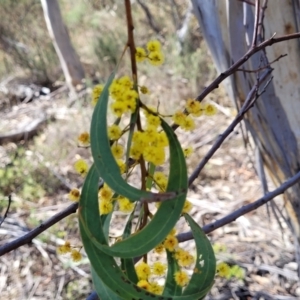 Acacia rubida at Numeralla, NSW - 7 Sep 2023