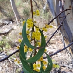 Acacia rubida at Numeralla, NSW - 7 Sep 2023