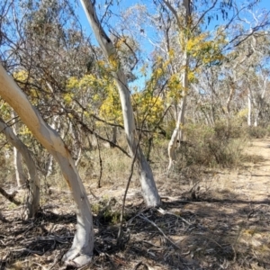 Acacia rubida at Numeralla, NSW - 7 Sep 2023 01:15 PM