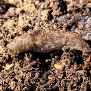 Deroceras reticulatum at Numeralla, NSW - 7 Sep 2023 01:14 PM