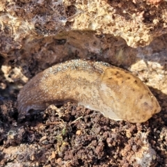 Limax maximus (Leopard Slug, Great Grey Slug) at Numeralla, NSW - 7 Sep 2023 by trevorpreston