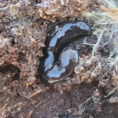 Parakontikia ventrolineata (Stripe-bellied flatworm) at Numeralla, NSW - 7 Sep 2023 by trevorpreston