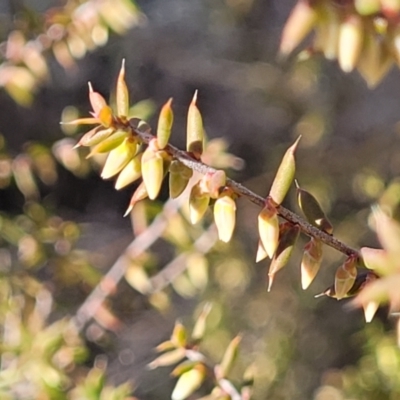 Styphelia fletcheri subsp. brevisepala (Twin Flower Beard-Heath) at Numeralla, NSW - 7 Sep 2023 by trevorpreston