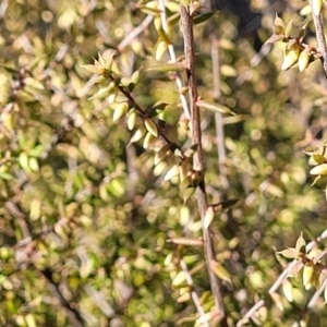 Leucopogon fletcheri subsp. brevisepalus at Numeralla, NSW - 7 Sep 2023