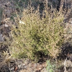 Leucopogon fletcheri subsp. brevisepalus at Numeralla, NSW - 7 Sep 2023