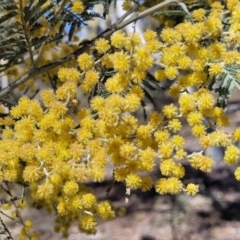 Acacia dealbata (Silver Wattle) at Numeralla, NSW - 7 Sep 2023 by trevorpreston