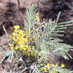 Acacia dealbata at Numeralla, NSW - 7 Sep 2023 01:06 PM