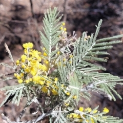 Acacia dealbata at Numeralla, NSW - 7 Sep 2023