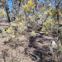 Acacia dealbata at Numeralla, NSW - 7 Sep 2023